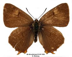 Attēlu rezultāti vaicājumam “Thecla betulae male”