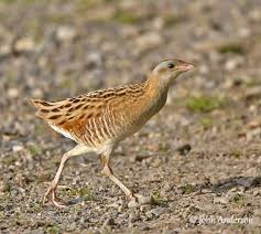 Attēlu rezultāti vaicājumam “Crex crex nest”