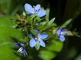 Attēlu rezultāti vaicājumam “Veronica beccabunga flower”