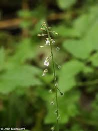 Attēlu rezultāti vaicājumam “Circaea lutetiana”