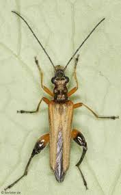 Attēlu rezultāti vaicājumam “Oedemeridae”