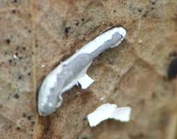 Attēlu rezultāti vaicājumam “Physarum bitectum spores”