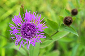 Image result for Centaurea nigra