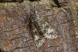 Attēlu rezultāti vaicājumam “Acronicta megacephala”