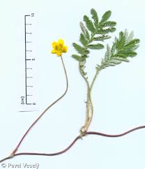 Image result for Potentilla anserina