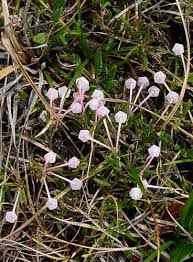 Attēlu rezultāti vaicājumam “Andromeda polifolia”