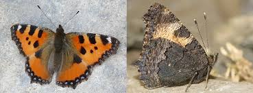 Attēlu rezultāti vaicājumam “Nymphalis polychloros”