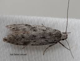 Attēlu rezultāti vaicājumam “Carpatolechia proximella”