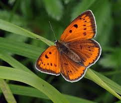 Attēlu rezultāti vaicājumam “Lycaena dispar”