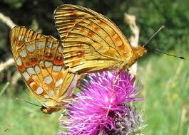 Attēlu rezultāti vaicājumam “Argynnis adippe underside”