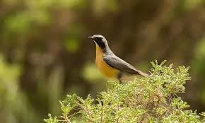 Image result for Irania gutturalis