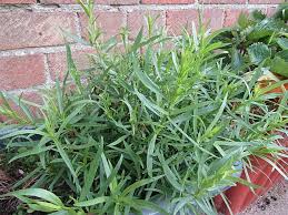 Image result for selvatici tehron