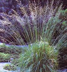 Attēlu rezultāti vaicājumam “Molinia caerulea flower”