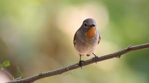 Image result for Ficedula albicilla