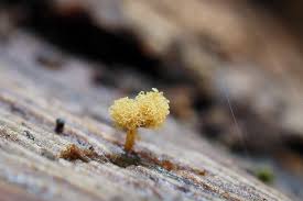 Attēlu rezultāti vaicājumam “Hemitrichia clavata stalked”