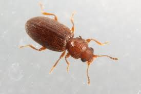 Attēlu rezultāti vaicājumam “Latridiidae”