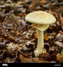 Attēlu rezultāti vaicājumam “Amanita citrina”