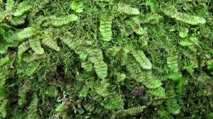 Attēlu rezultāti vaicājumam “Calypogeia muelleriana”