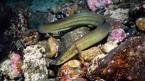 Image result for Anguilla anguilla
