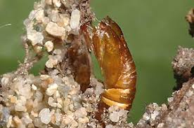 Attēlu rezultāti vaicājumam “Dichrorampha simpliciana”