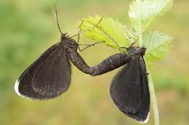 Attēlu rezultāti vaicājumam “Odezia atrata”