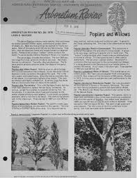 Attēlu rezultāti vaicājumam “Populus x gileadensis”