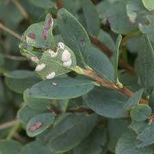 Attēlu rezultāti vaicājumam “Exobasidium splendidum”