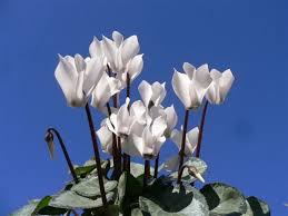 Image result for Cyclamen persicum