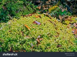 Attēlu rezultāti vaicājumam “Sphagnum palustre”