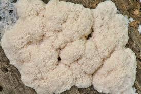 Attēlu rezultāti vaicājumam “Fuligo laevis spores”