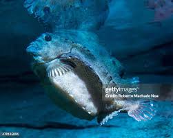Image result for Cyclopterus lumpus