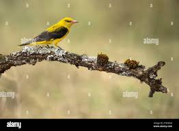 Attēlu rezultāti vaicājumam “Oriolus oriolus”