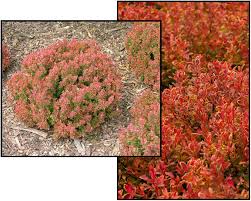 Attēlu rezultāti vaicājumam “Berberis thunbergii”