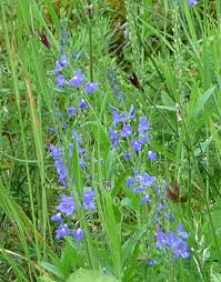 Attēlu rezultāti vaicājumam “Veronica austriaca subsp. teucrium”