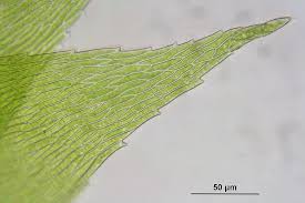 Attēlu rezultāti vaicājumam “Pseudotaxiphyllum elegans”