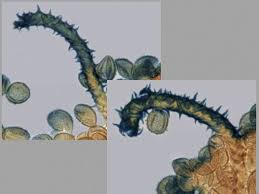 Attēlu rezultāti vaicājumam “Licea testudinacea spores”