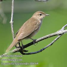 Image result for Locustella luscinioides