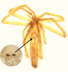 Attēlu rezultāti vaicājumam “Tibellus oblongus”