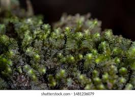 Attēlu rezultāti vaicājumam “Jungermanniopsida”