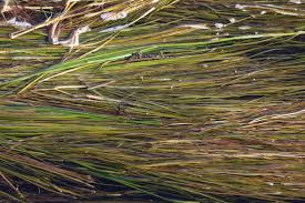 Attēlu rezultāti vaicājumam “Stuckenia filiformis flower”