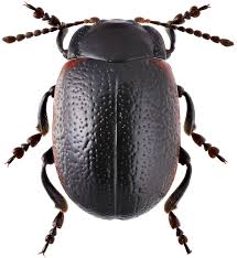 Attēlu rezultāti vaicājumam “Chrysolina sanguinolenta”