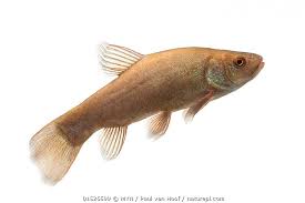 Image result for Tinca tinca