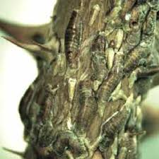 Attēlu rezultāti vaicājumam “Lepidosaphes ulmi”