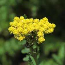 Image result for Achillea filipendulina