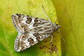 Attēlu rezultāti vaicājumam “Protoschinia scutosa”