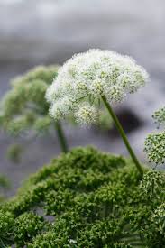 Attēlu rezultāti vaicājumam “Angelica palustris flower”