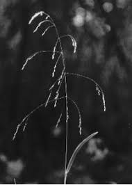 Attēlu rezultāti vaicājumam “Poa remota”