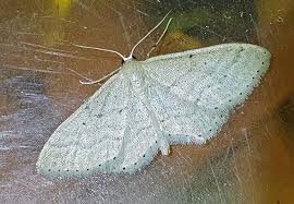 Attēlu rezultāti vaicājumam “Idaea sylvestraria”