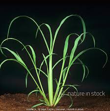 Attēlu rezultāti vaicājumam “Echinochloa crus-galli leaf”
