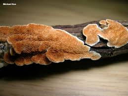 Attēlu rezultāti vaicājumam “Diderma ochraceum spores”